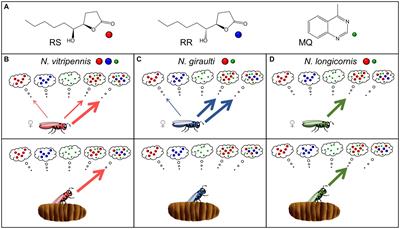 Male sex pheromone in the parasitoid wasp Nasonia longicornis: Chemical and behavioral analyses